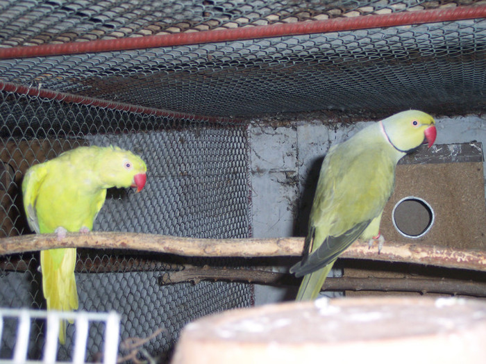 alex.izabel&oliv - papagali mei decembrie 2011