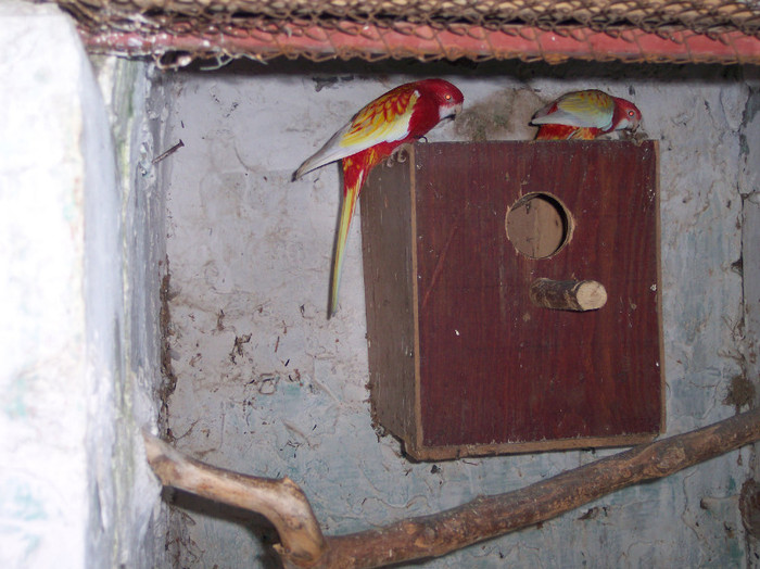rozela rubino - papagali mei decembrie 2011