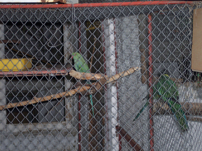 100_2551 - papagali mei decembrie 2011