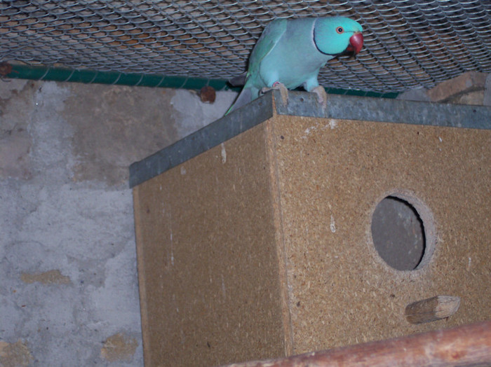 100_2556 - papagali mei decembrie 2011