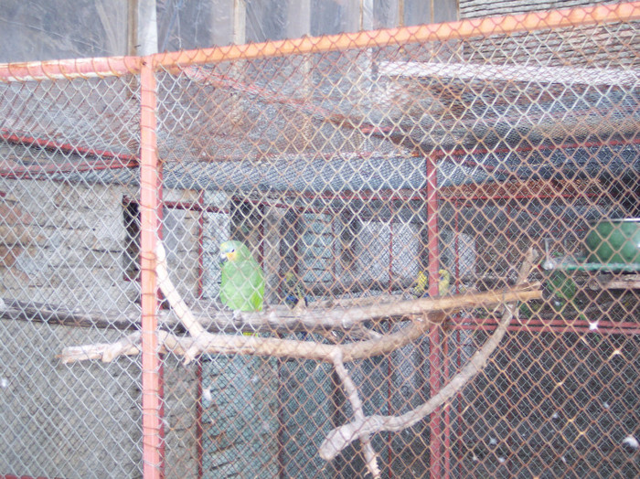 100_2561 - papagali mei decembrie 2011