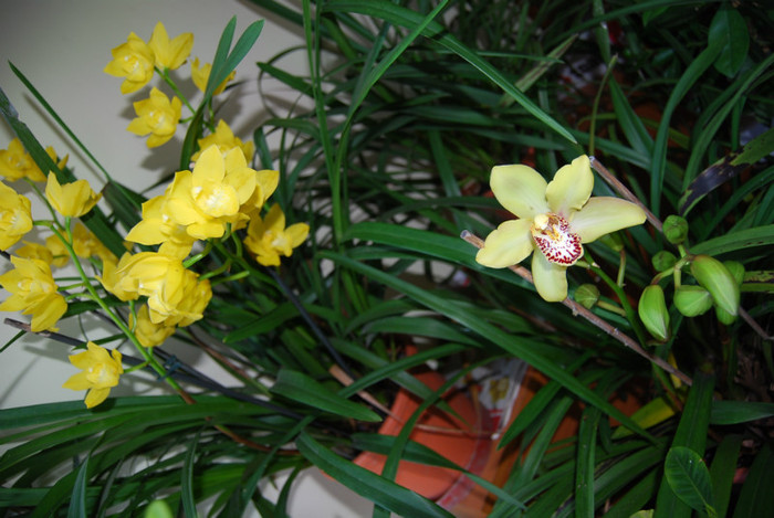 DSC_0068 - Cymbidium 2011