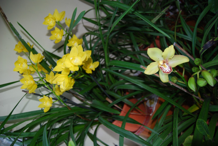 DSC_0069 - Cymbidium 2011