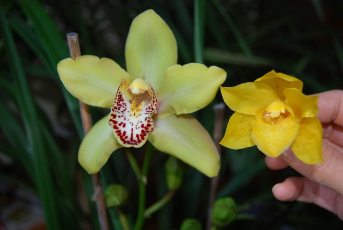 DSC_0077 - Cymbidium 2011