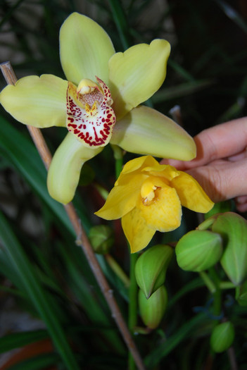 DSC_0078 - Cymbidium 2011