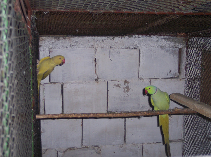 alex gold oliv&verde