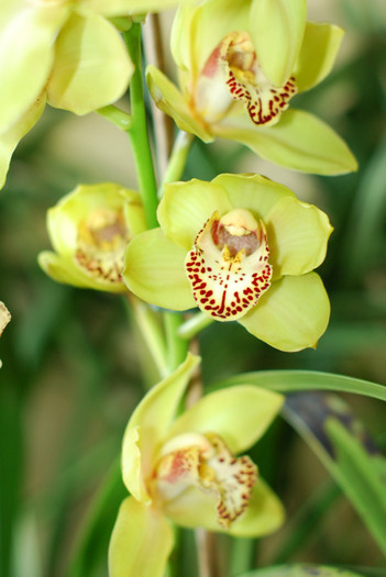 DSC_0185 - Cymbidium 2011