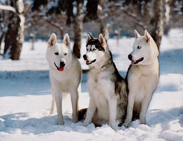 husky_siberian_25