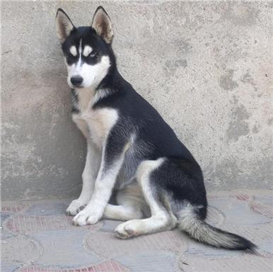 husky-siberian-husky-siberian - huschi