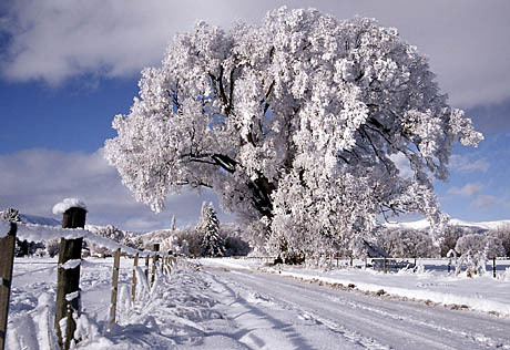 Winter_Landscape - Tabloul Iernii