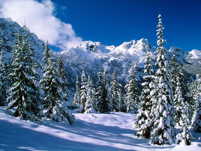 winter-snow-trees-wallpaper - Tabloul Iernii