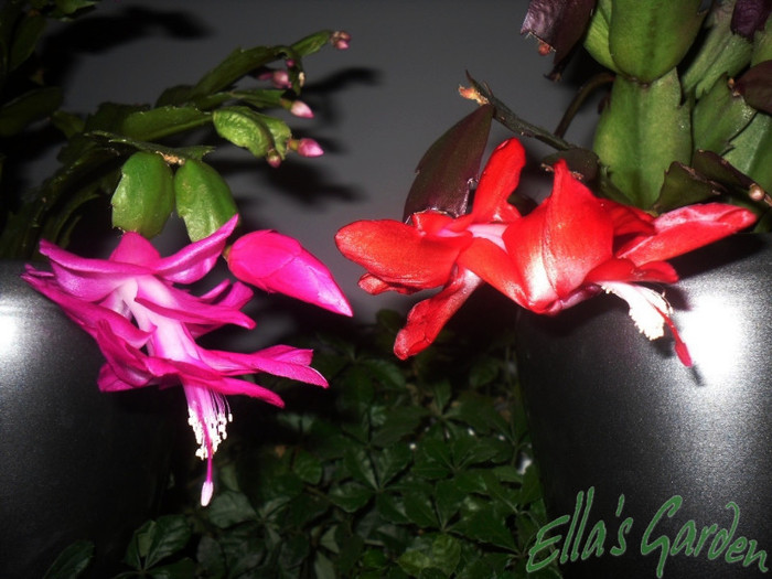 SAM_2386 - 2011 Schlumbergera