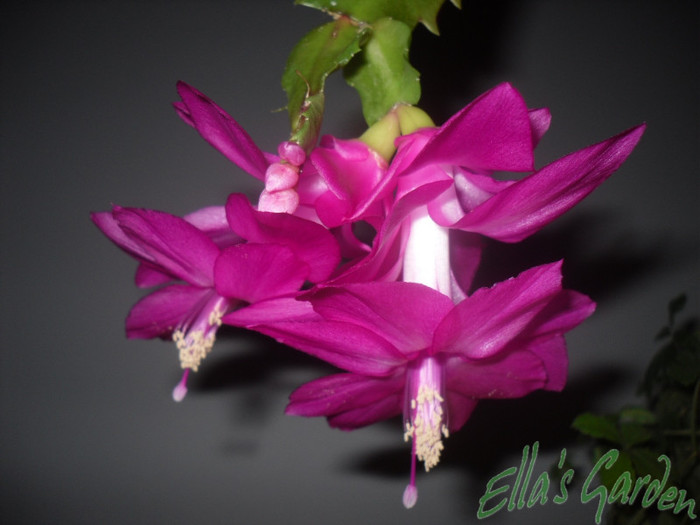 SAM_2561 - 2011 Schlumbergera