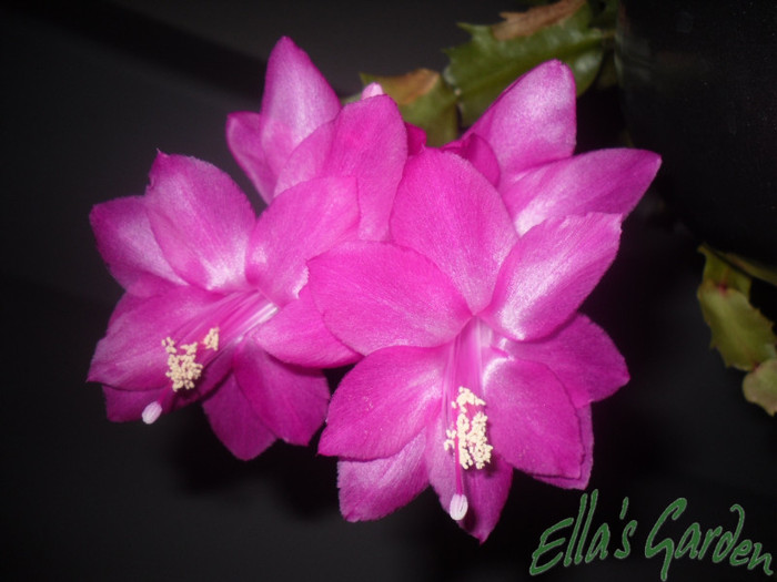 SAM_2580 - 2011 Schlumbergera