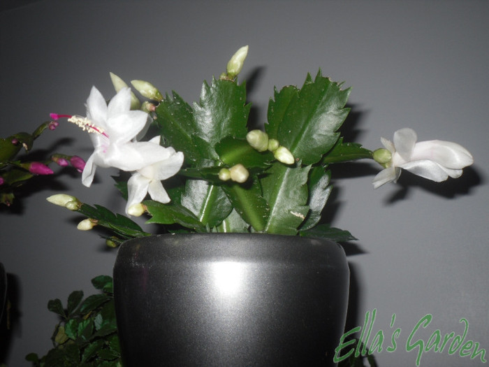 SAM_2583 - 2011 Schlumbergera