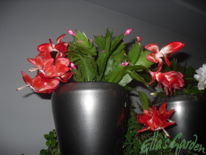 SAM_2587 - 2011 Schlumbergera