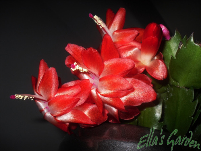 SAM_2614 - 2011 Schlumbergera