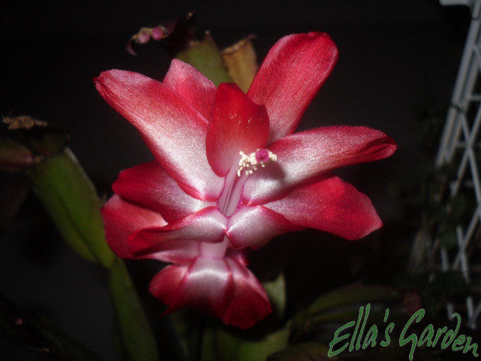 SAM_2738 - 2011 Schlumbergera