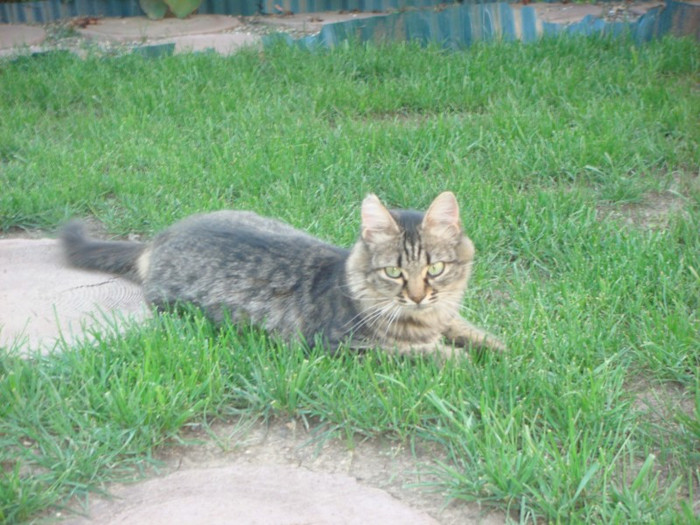 2011 la iarba verde -Carla - ANIMALUTE