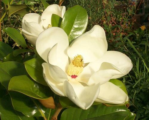 Magnolia grandiflora