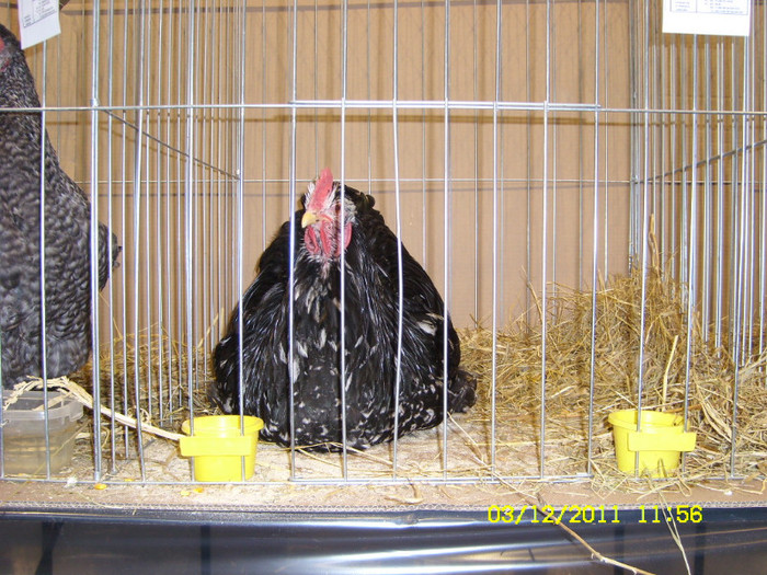 SL731427 - Expo Fauna Banatului Decembrie 2011