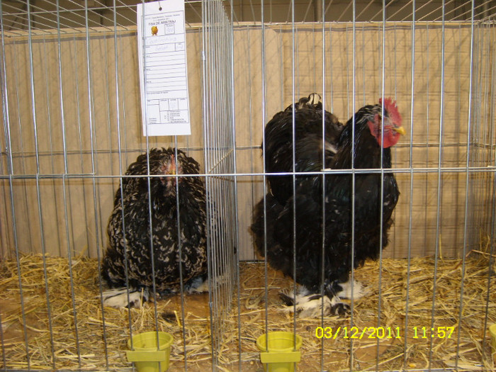 SL731431 - Expo Fauna Banatului Decembrie 2011