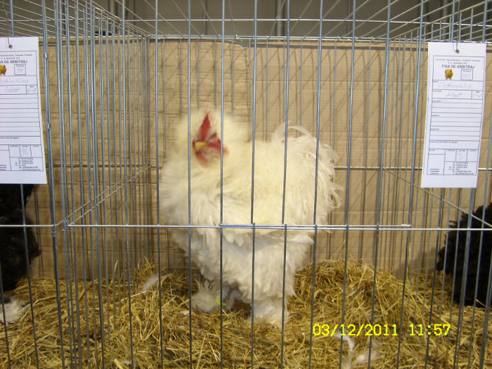 SL731432 - Expo Fauna Banatului Decembrie 2011