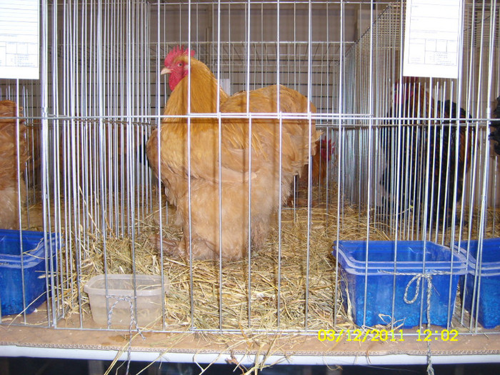 SL731436 - Expo Fauna Banatului Decembrie 2011