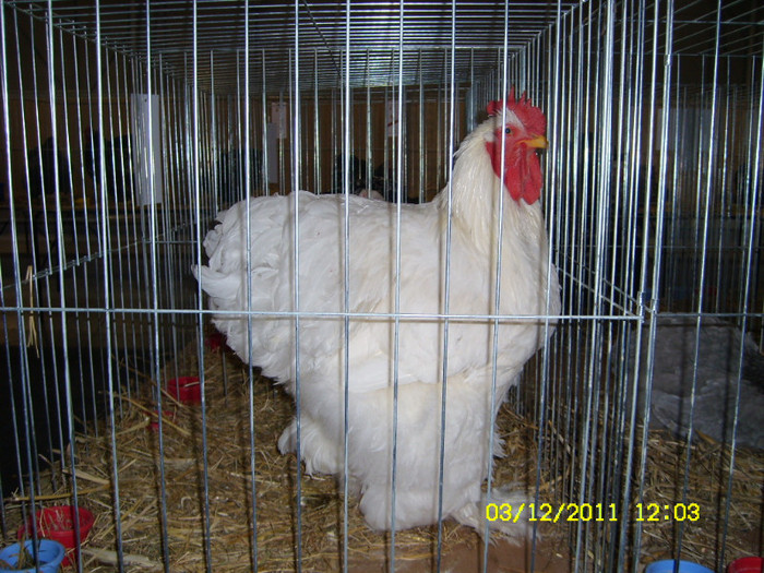 SL731441 - Expo Fauna Banatului Decembrie 2011