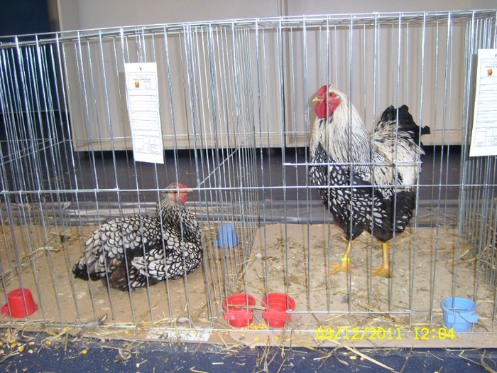 SL731445 - Expo Fauna Banatului Decembrie 2011