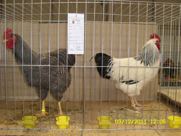 SL731453 - Expo Fauna Banatului Decembrie 2011