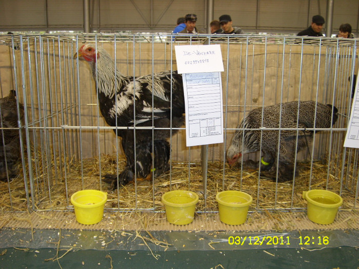 SL731455 - Expo Fauna Banatului Decembrie 2011