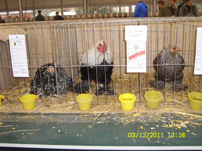 SL731456 - Expo Fauna Banatului Decembrie 2011
