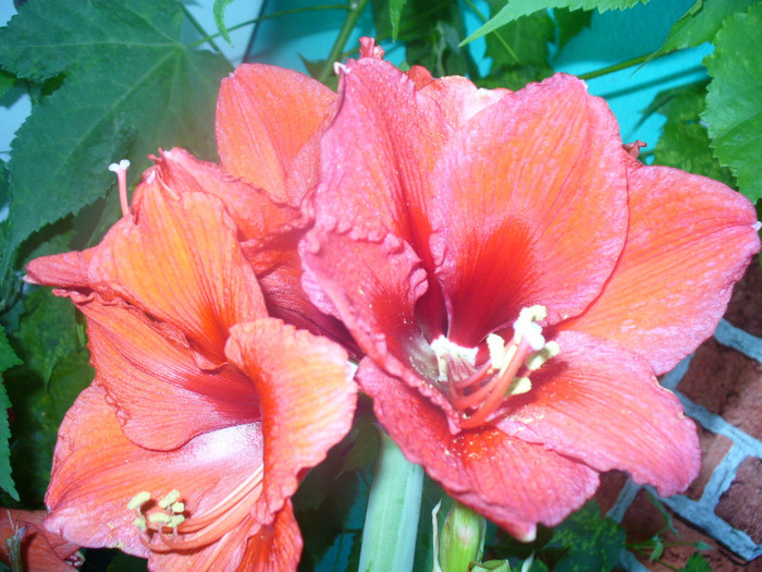 1 - amaryllis de vanzare