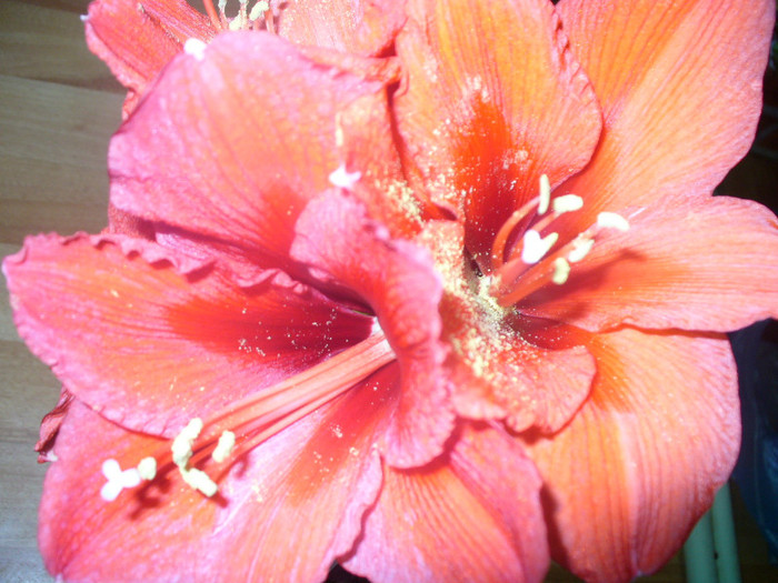 2 - amaryllis de vanzare