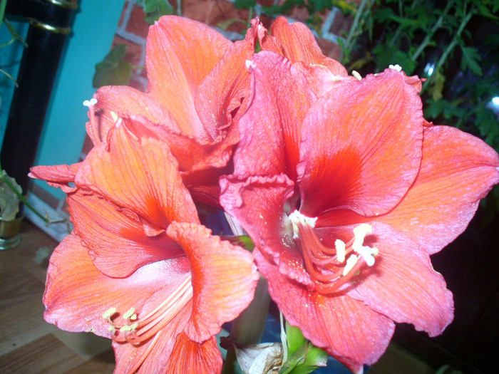 3 - amaryllis de vanzare