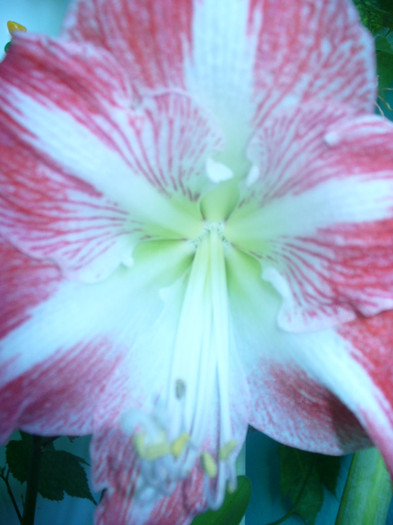 6 - amaryllis de vanzare