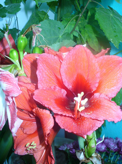 8 - amaryllis de vanzare