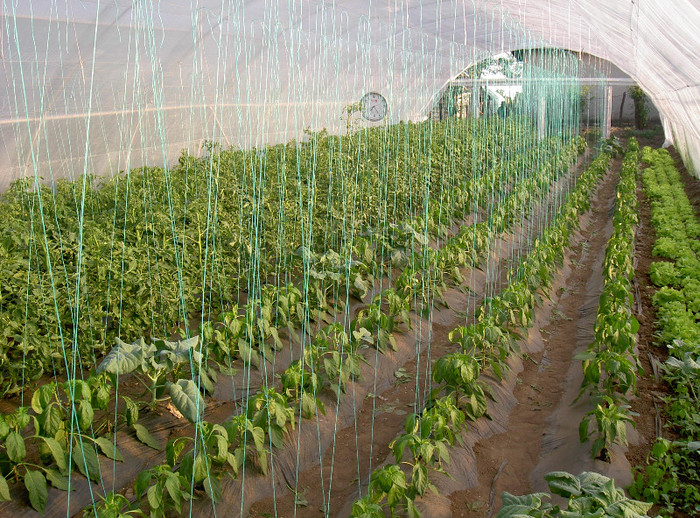 PICT5809 - Solar 2011