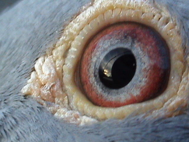 Ochiul lui - A aici matca 2013 DE VANZARE