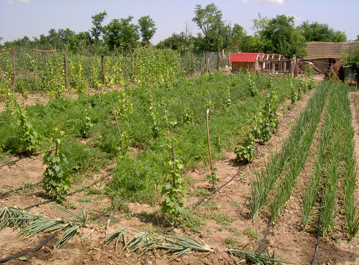 Morcovi intre randurile de vie