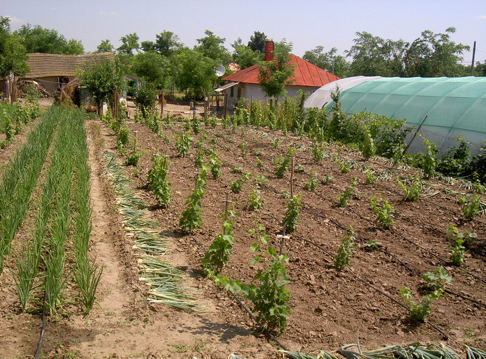 Muscat de Hamburg si Cabernet Sauvignon