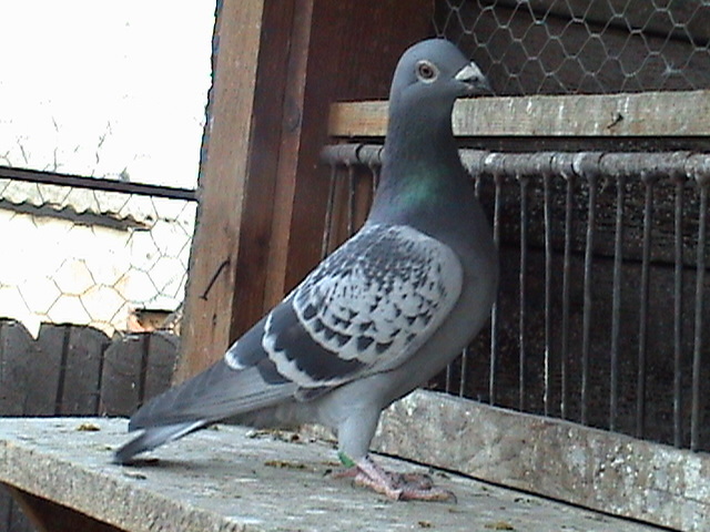 Consangvin 100% Phonix Ryckaiert; Ryckaiert
