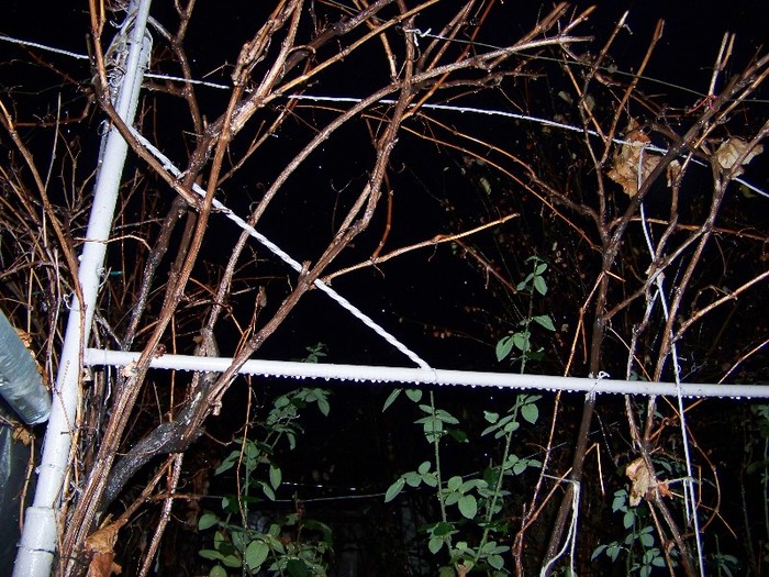 100_2017 - Iarna 2011  2012