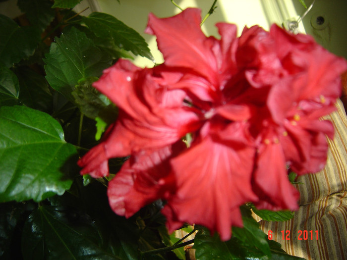 poze 459