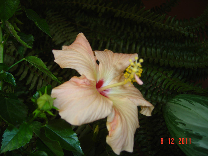 poze 463