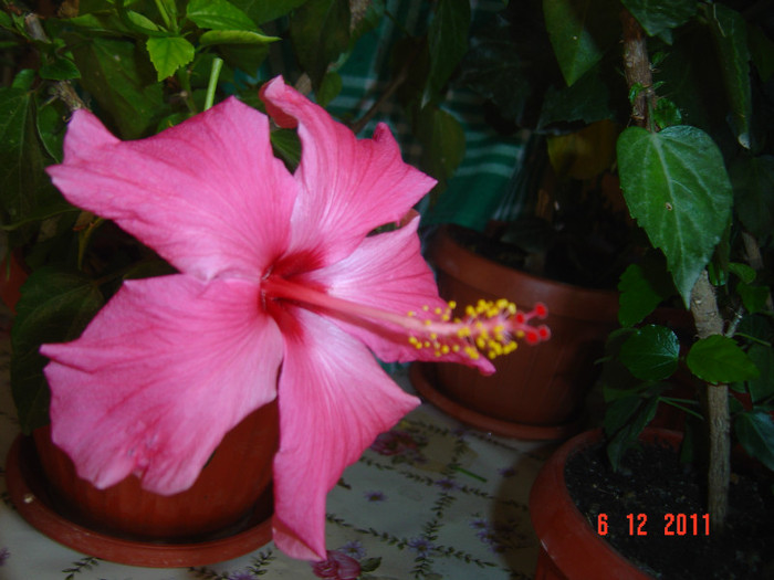 poze 465
