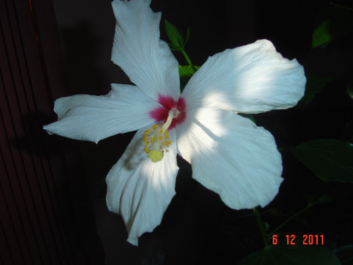 poze 466