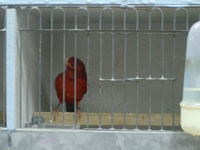 IMAG0092; agat rosu intensiv
