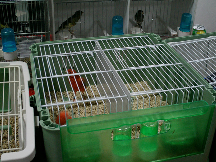 IMAG0094; pregatiti pentru transport
